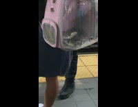 Snake inside of clear see through backpack at subway train station 
