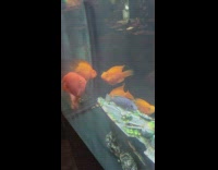 Two gold fish kisses each other inside the aquarium