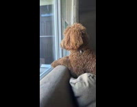 Collab Clips mpugc - Dog wont turn fully looking out window