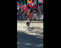 Crowd cheer for lost dog at marathon