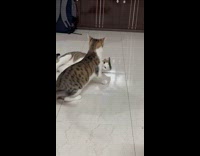 Twin cats wrestling each other
