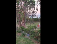 Woman blue dress Wrecking ball on tree