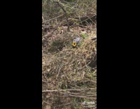 Woman digging hole for worm to feed baby bird