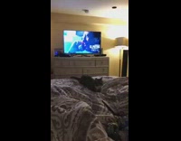 (3RD PARTY CONTENT) Cat jumps up off bed white dresser 