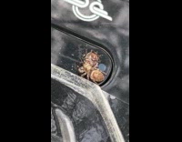 Spider on scooter eat a deer tick