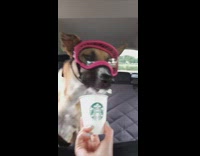 Dog pink goggles eats puppicino