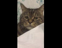 Cat looks worried or sad 