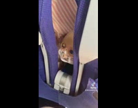 Toy baby head between purple airplane seats 