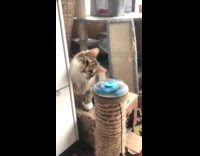 Cat tilts head while playing fidget spinner