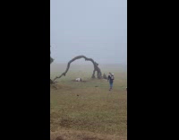 Collab IITW - Woman bend pose under the bent tree