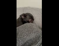 Dog sniffs and bites cardigan of owner