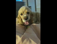 Brown dog lays eats apple food bed