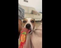 Brown white dog eats berri ice popsicle 