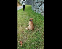 Puppy run towards filmer tumble on grass