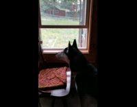 Black husky dog howls inside house