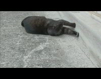 Black cat plays with small house rat