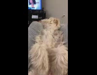 Girl calls dog ollie looks up legs 