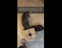 Cats Get Heads Stuck in Treat Box 