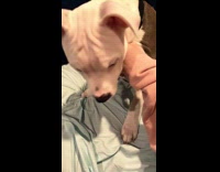 Dog gets owner hand for belly rub