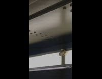Raccoon crawls on top of lights and signs in subway station