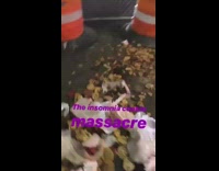 Big pile of cookies dropped on the street in NYC