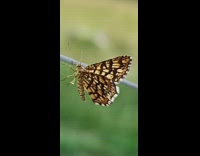 Butterfly on string headbang to music backyard