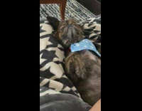 Dog laying down on back looks at owner for more pets