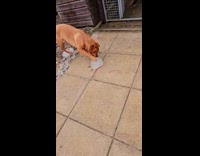 Dog catches ice block moves around ground