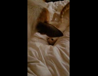 Cat lies upside down plays with dog