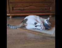 Cat lays moves legs holds blue toy 