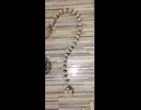 Question mark dominos fall 