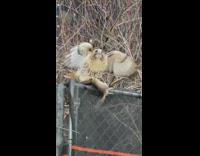 Hawk Rests on Fence while it Holds Prey