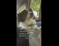 Dog unsure of being emotional support animal