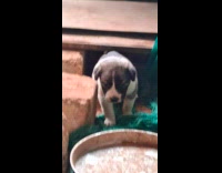 Stray puppies found underneath piles of scrap