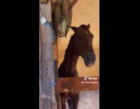 Horse sticking ears on fan 