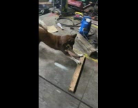 Dog pushes wood across shop 