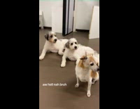 Poodle siblings in sync with movements