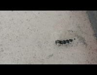 Bug crawls with black shell on its back