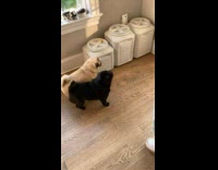 Black Pug Runs Around Excitedly over Snacks
