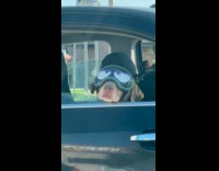 Clips mpugc - Dogs wearing cute goggles