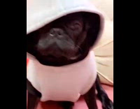 Black pug dog wears grey red sweater 