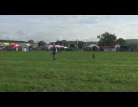 Falcon fly between legs of man slowmo