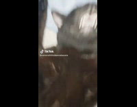 Black cat lay on bed arms up