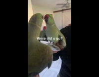Bird talking to owner through mirror reflection