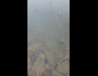 Small albino tadpole swims in the lake