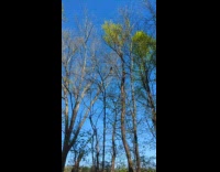 Squirrel upside down on tree falls down