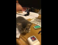 Collab BitchMP - Small cat resting chin on ipod case slips