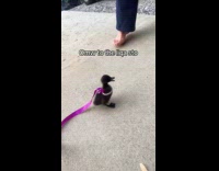 Woman walking pet duckling with purple ribbon leash