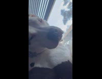 Woman catches dog farting looking out window 