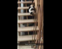 Man Meows at Cat as it Hops Down Stairs